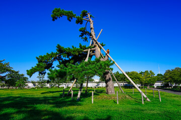 新発田城址公園（新潟県新発田市）