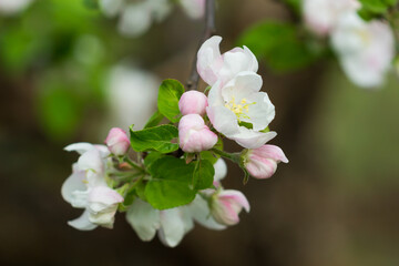 Obraz premium Blooming apple tree (lat. Malus domestica), of the family Rosaceae. Russia.
