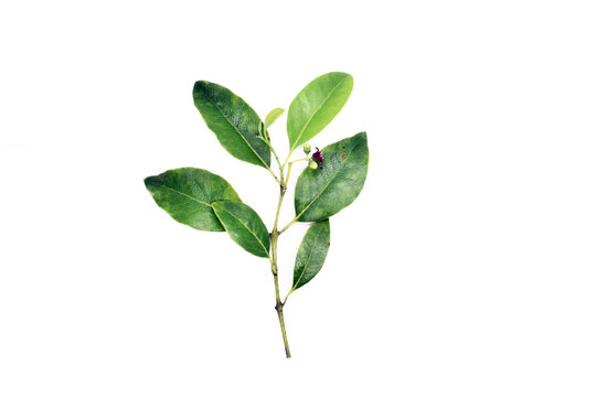 959 Best Sandalwood Tree Images Stock Photos Vectors Adobe Stock