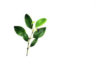 Fototapeta na wymiar Sandalwood Flower and Few Leaves With Small Long Green Branches on Isolated White Background Left Aligned