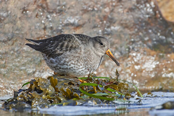 Purple sandpiper (Calidris maritima)