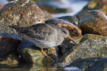 Purple sandpiper (Calidris maritima)