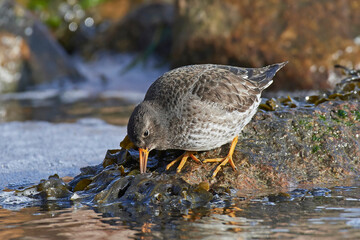 Purple sandpiper (Calidris maritima)