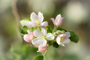 Fototapeta na wymiar Blooming apple tree (lat. Malus domestica), of the family Rosaceae. Russia.