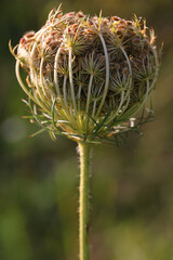 Wild carrot plant ( Daucus carota / Queen Anne's lace ) umbel in infructescence with unripe seeds - obrazy, fototapety, plakaty