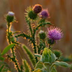Obraz premium Beautiful purple flower thorns on a summer sunny day