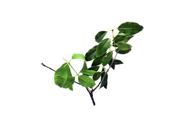 Sandalwood Plant Leaves With Small Brown and Green Branches Isolated White Background