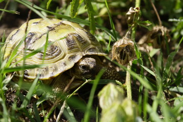 turtle on the grass