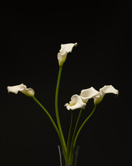 white calla flowers on black background9