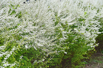 봄날의 조팝나무 꽃밭