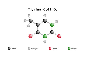 Molecular formula of thymine. Thymine is the molecule that is one of the bases of nucleic acids in DNA. It can form a base pair with adenine.