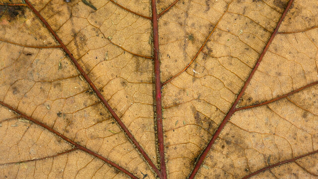 Venatura e nervatura di una foglia autunnale- macro