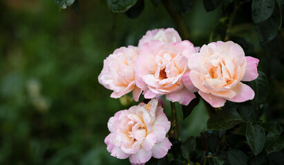 Obraz na płótnie Canvas Pink roses flowers in green garden nature background