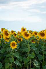 Blossom of field with sunflowers blue sky landscape