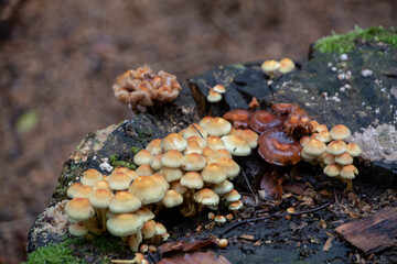 Hypholoma Sulphur tuft growing on a tree stump in Palatinate Forest Germany