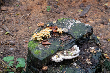 Trametes bracket mushroom and Hypholoma Sulphur tuft growing on tree in Palatinate Forest Germany