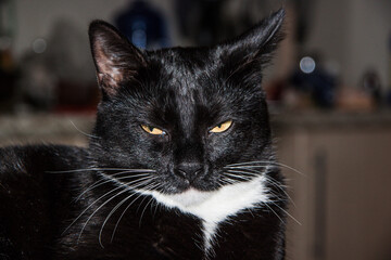 black kitten with white chest close-up 