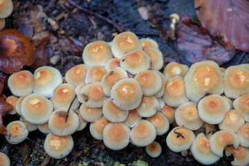Orange Hypholoma tuft mushrooms growing on tree in Palatinate Forest Germany
