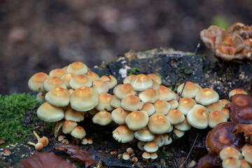 Orange Hypholoma tuft mushrooms growing on tree in Palatinate Forest Germany