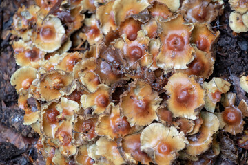 Hypholoma tuft mushrooms growing on tree in Palatinate Forest Germany