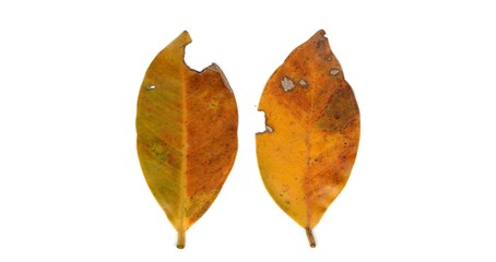 Fototapeta premium leaf isolated on white background