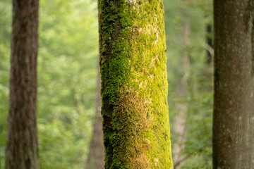 green moss covered tree trunk in Palatinate forest Germany