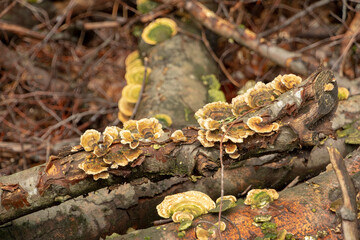 Orange and green trametes species growing on a fallen log in Palatinate forest Germany