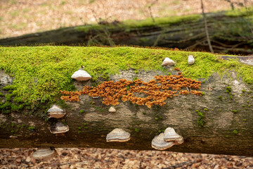 Stereum hirsutum hairy curtain crust and fomes fomentarius growing on a mossy log in Palatinate forest Germany