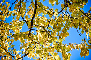 Fototapeta premium autumn panorama in the forest close up 