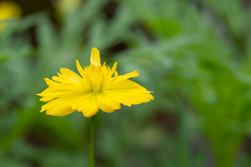 side view beauty fresh yellow petals gold pollen cosmos flower blooming in botanic garden green blackground.