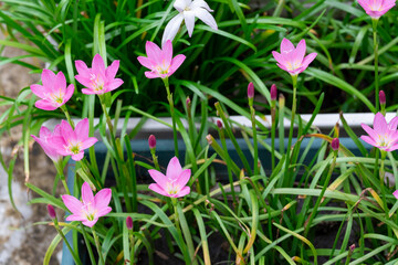 Top view group of blooming fresh grandiflora pink flower with green leaves in botany garden.