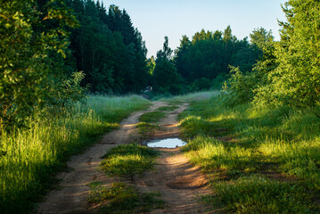 Wet dirt road and foggy foggy meadow.