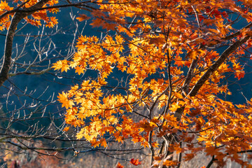 Naklejka na ściany i meble 秋の樹木と紅葉