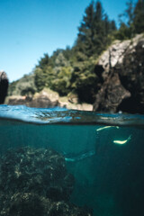 Obraz premium Half water half land picture of Freediver at the Traunfall river in Roitham, Austria