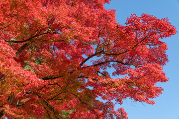 真っ赤に紅葉するイロハモミジ
