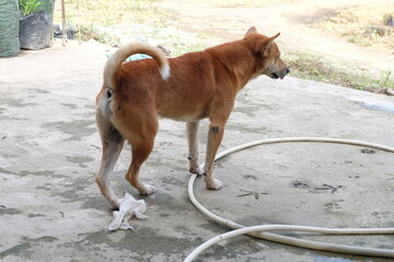 dog