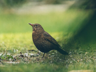 Amsel im Garten