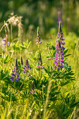 Bunch of purple lupin flower