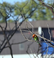 bee eater bird on dead tree branch