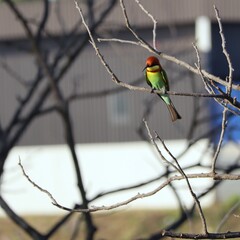 bee eater bird on dead tree branch