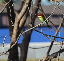 bee eater bird on dead tree branch