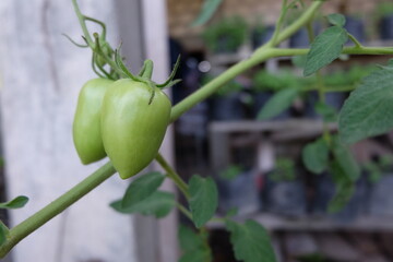 growing tomatoes in pots