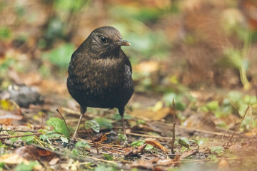 Amsel im Garten