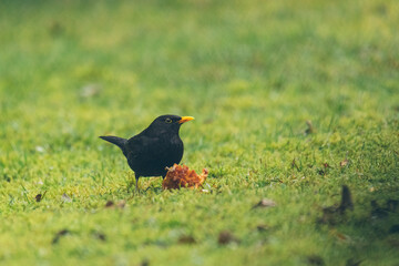 Amsel im Garten