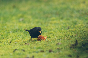 Amsel im Garten