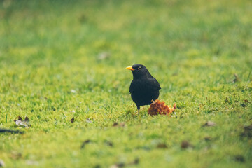 Amsel im Garten