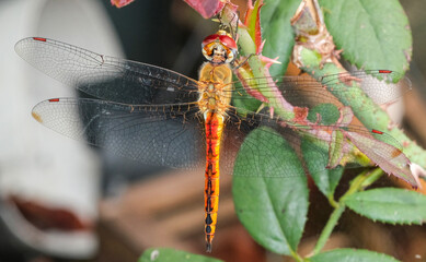Top view beauty macro wing texture dragonfly orange body holding on rose branch. animal wildlife insect circle head in garden