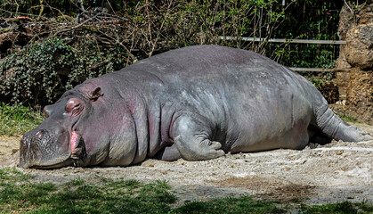 Hippopotamus sleeping on the sand in its enclosure. Latin name - Hippopotamus amphibius