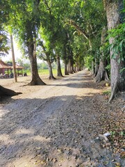 path in the park