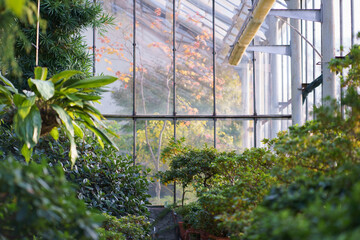 Deciduous plants growing in greenhouse covered with green foliage during autumn season outdoors. Exotic trees and bushes inside old orangery. Winter garden interior with potted flowers. Botany concept